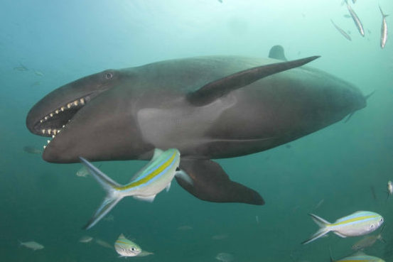 РАСКОПКИ: обнаружено богатое захоронение кита