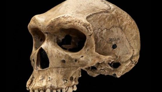 Доисторический череп
